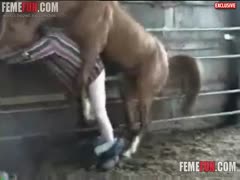 Gay receiving a pony cock! Porn with bestiality